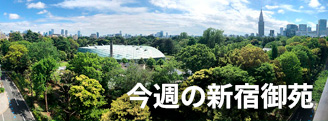 今週の新宿御苑